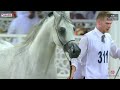 N 311 arkan al sraiya   qatar national arabian horse championship 2023   stallions 4 6 years old cla