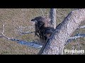 SWFL Eagles ~ E21 Branches To Porch! 👏 Happy Flapping Back &amp; Forth To Spike - Getting Ready! 3.22.23