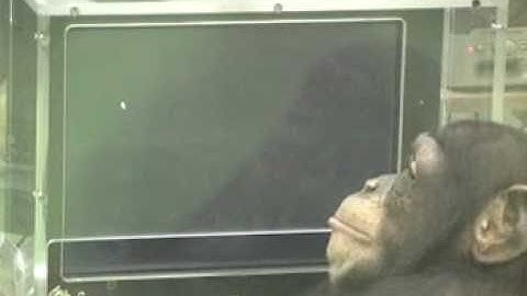 Ayumu Memory Test Chimpanzee