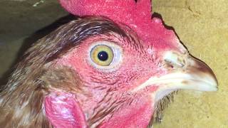 Mother Hen  Makes Loud Nonstop Clucking Sounds