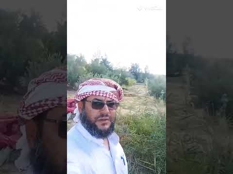 حصاد زيتون المغرة للعام ٢٠٢٢ وتجهيزة للعصر مزرعة الشيخ عادل دراز متوسط ملوحة ٢٠٠٠ جزء