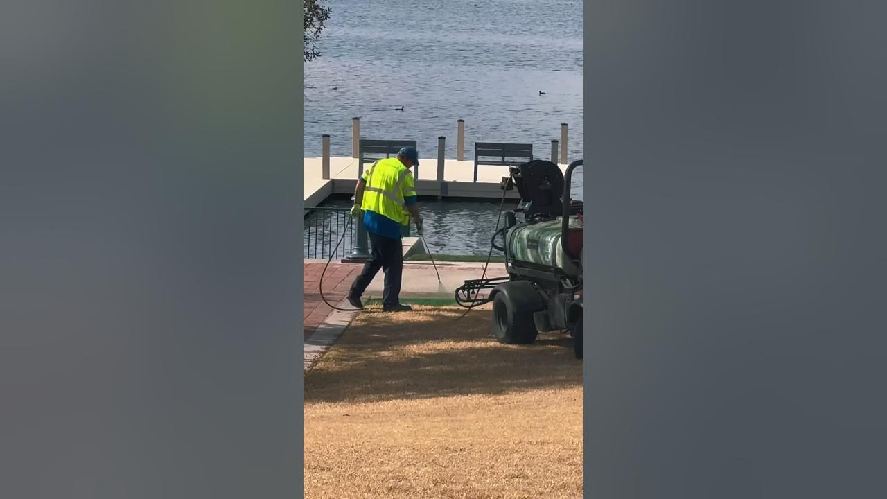 They paint the grass green in Arizona YouTube