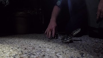 CARPET PYTHON FROM COOMERA AKA ANGRY NOODLE