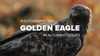 GOLDEN EAGLE | Bird Photography Trip to Kuusamo, Finland in autumn colours