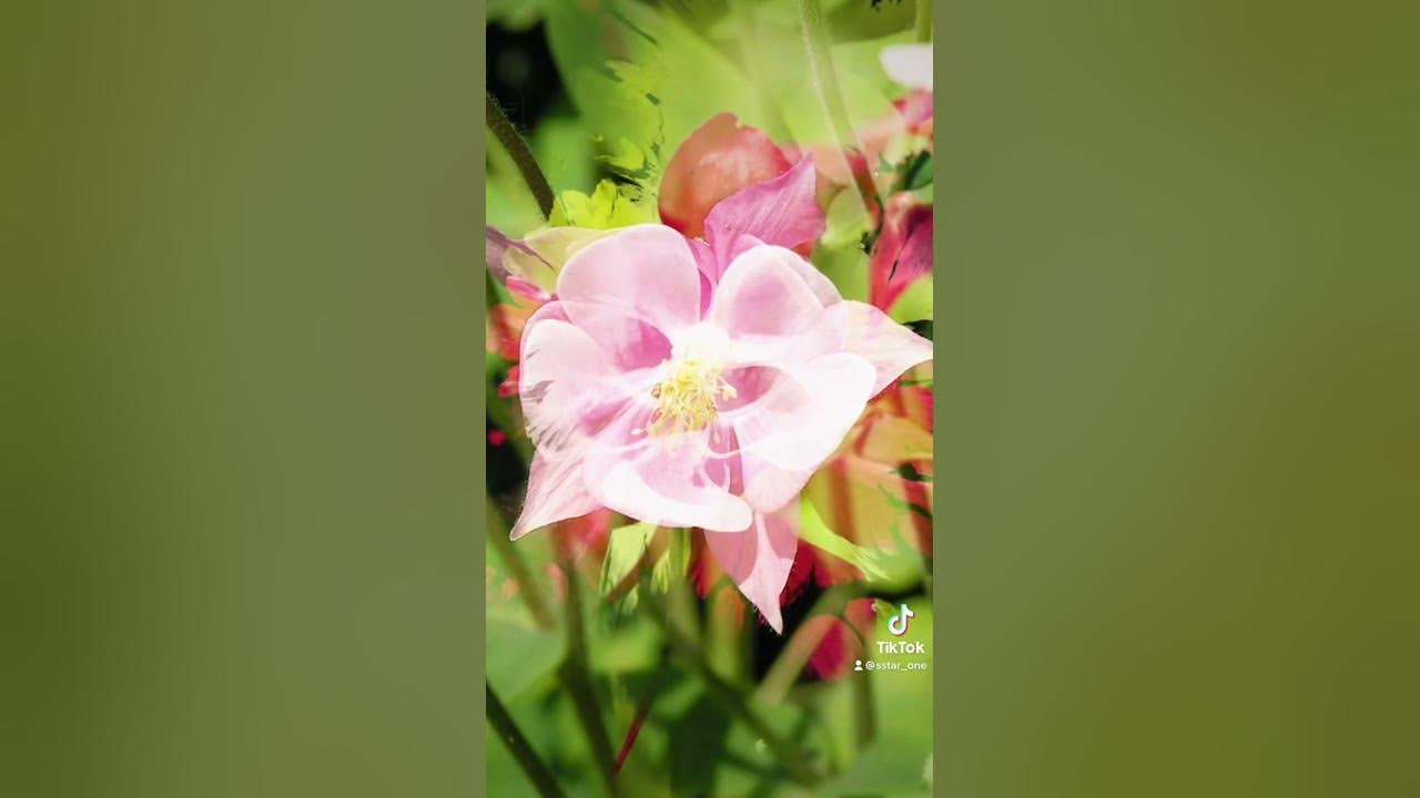 オダマキの花言葉は 勝利への決意 必ず勝利する 必ず手に入れる 愚か 心配して震えている あの方が気がかり オダマキ 花 花言葉 Flower Camera カメラ レンズ Youtube
