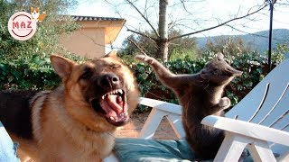 Try Not To Laugh Challenge || Funny Cat &amp; Dog Vines compilation 2019