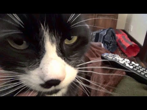 funny cats sleeping in weird positions compilation 2014 funnyplox Let's Hang Out With The Kits Cats