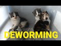 HOW TO DEWORM KITTENS | 2 WEEKS OLD