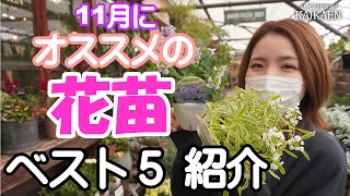 今買うと良い　オススメ花苗　ベスト５　紹介します【おうちでガーデニング】開花園チャンネル