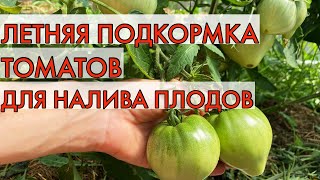 Подкормите ТАК свои томаты, чтобы плоды наливались и созревали лучше и быстрее