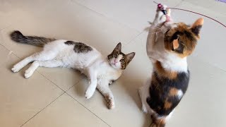 Two Cats Playing With Stick| Angle Leo
