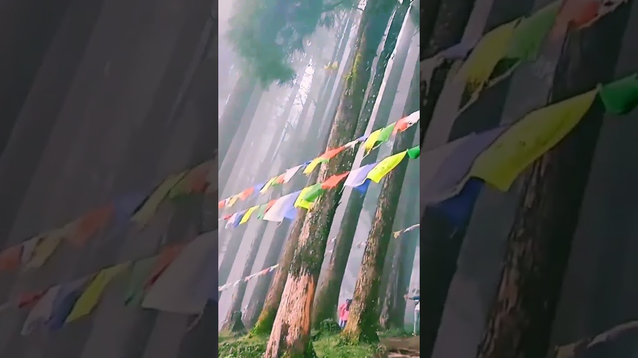 kalimpong lava pine trees 