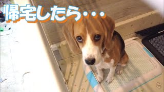 留守番中に1.mの柵を乗り越えて、好き放題に破壊の限りを尽くしたビーグル犬