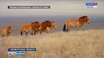В Хакасии появится лошадь Пржевальского