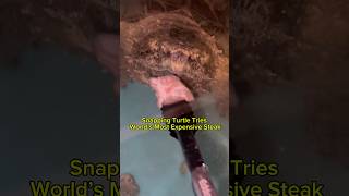 Snapping Turtle Tries World’s Most Expensive Steak! #shorts #turtle