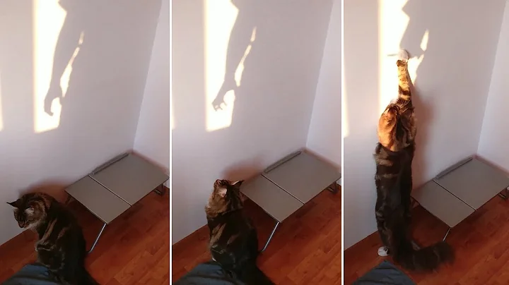 Video 10735951: maine coon kitty, cats catch, cat hunting, cat playing