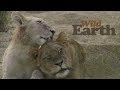 WildEarth - Sunset Safari - 21 May 2020