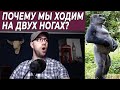 Почему мы ходим на двух ногах? Прямохождение