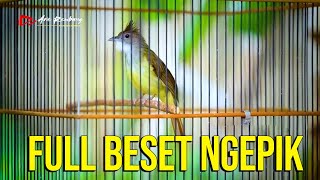 CUCAK JENGGOT Gacor Full Beset Ngepik