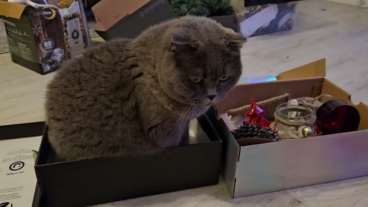 Новогодние приключения Сильвера / Смешные коты / Британский кот