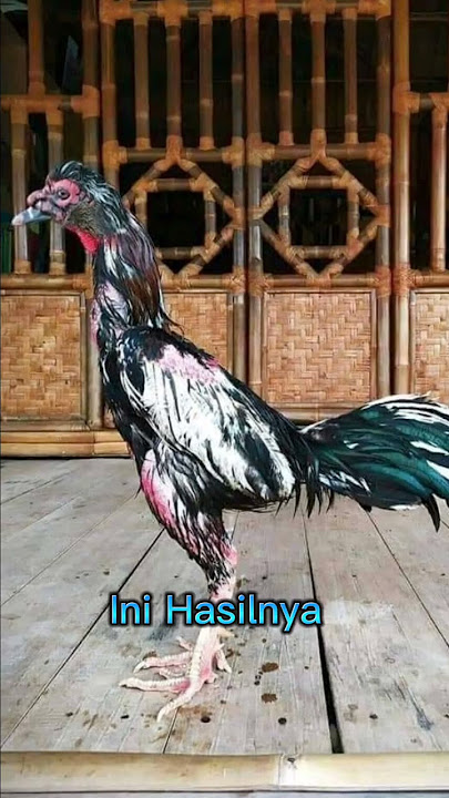 Penasaran Hasil Kawin Ayam dan Entok