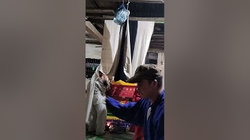 một phần trong phong tục của đám ma dân tộc Nùng Quảng Uyên. Cao Bằng