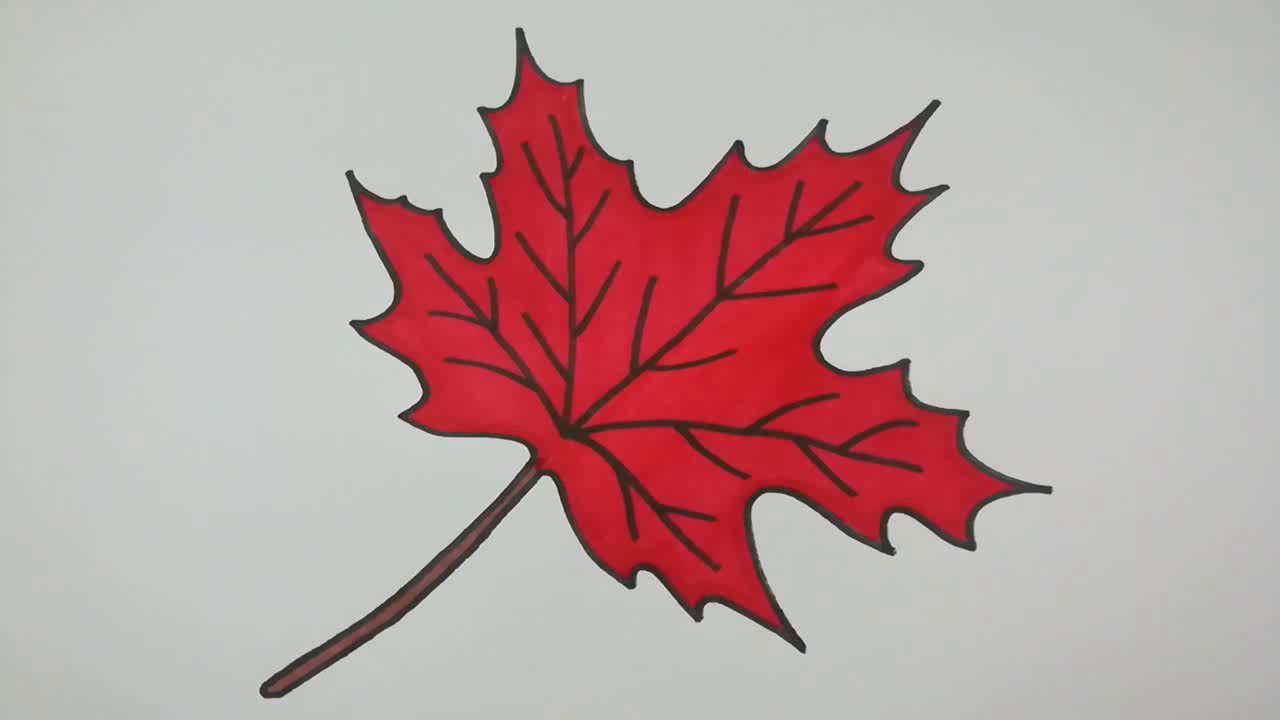 Draw Maple Leaf Easy l How to Draw Maple Leaf - YouTube