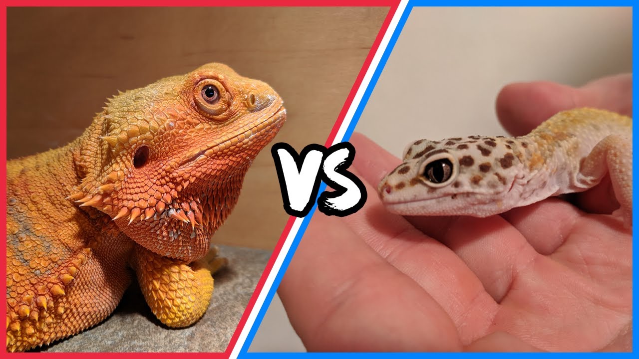 bearded dragon and leopard gecko