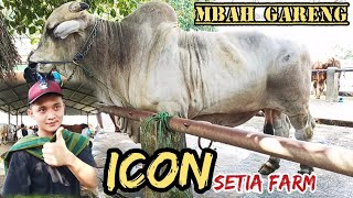 Simbah GARENG SAPI PO |BISA DI NAIKI | INDAH | UNIK | ADA KEDEKATAN DENGAN MANUSIA | ICON SETIA FARM