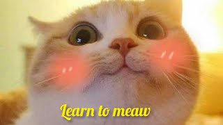 LEARN TO MEOW MEOW [TIK TOK SONG] - WENGIE, XIAOPANPAN, XIAOFENGFENG (SAY MEOW MEOW)
