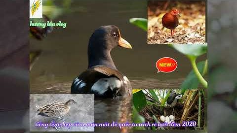 Tiếng tổng hợp trích ré cúm núm mắt đỏ quốc ta đánh lưới đêm 2020