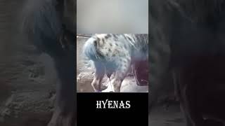 Hyena Give Birth Under Natural Best Circumstances #Shorts