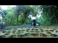 In evening a fisherman find & catch crabs along road after big raining today