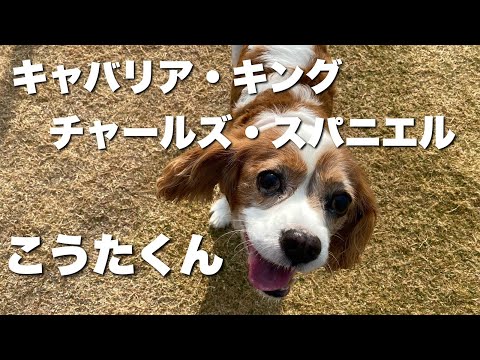 キャバリアキングチャールズスパニエル　こうたくん　【Cavalier king charles spaniel】