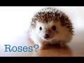 This Hedgehog's Reaction to Roses is Just Ridiculous