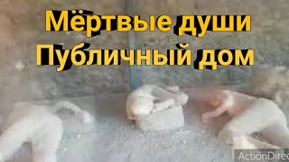 Мёртвые души / Публичный дом в древности /Помпеи часть-5