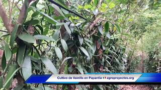 Cultivo de Vainilla en Papantla, Veracruz, México