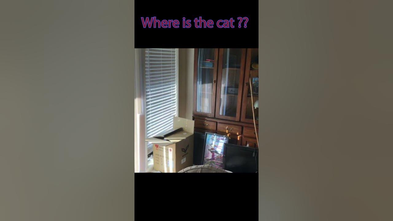 Find the cat in the picture findtheanswer funny mustwatch 