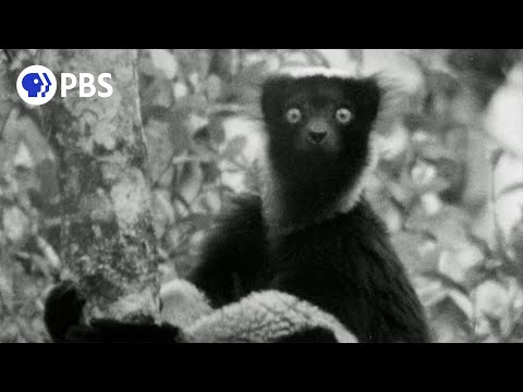 Young David Attenborough Records First Lemur Sounds