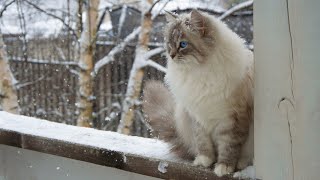 April snow Siberian cat | Isabelle Neva sunrise