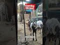 Gaya Bihar ka No.1 Goat Farm 😱 | Qurbani Special