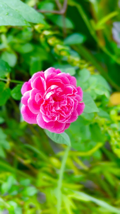 Kaatril | Iraivi | Santhosh Narayanan | Vijay Sethupathi ❤️🇸🇬