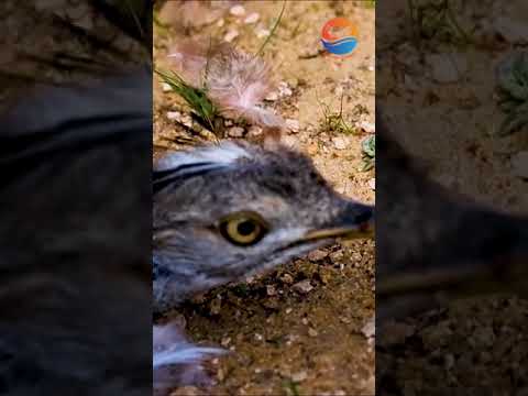 مقناص العراق هدد فرخ شاهين على حبارى الطير عياش Shorts