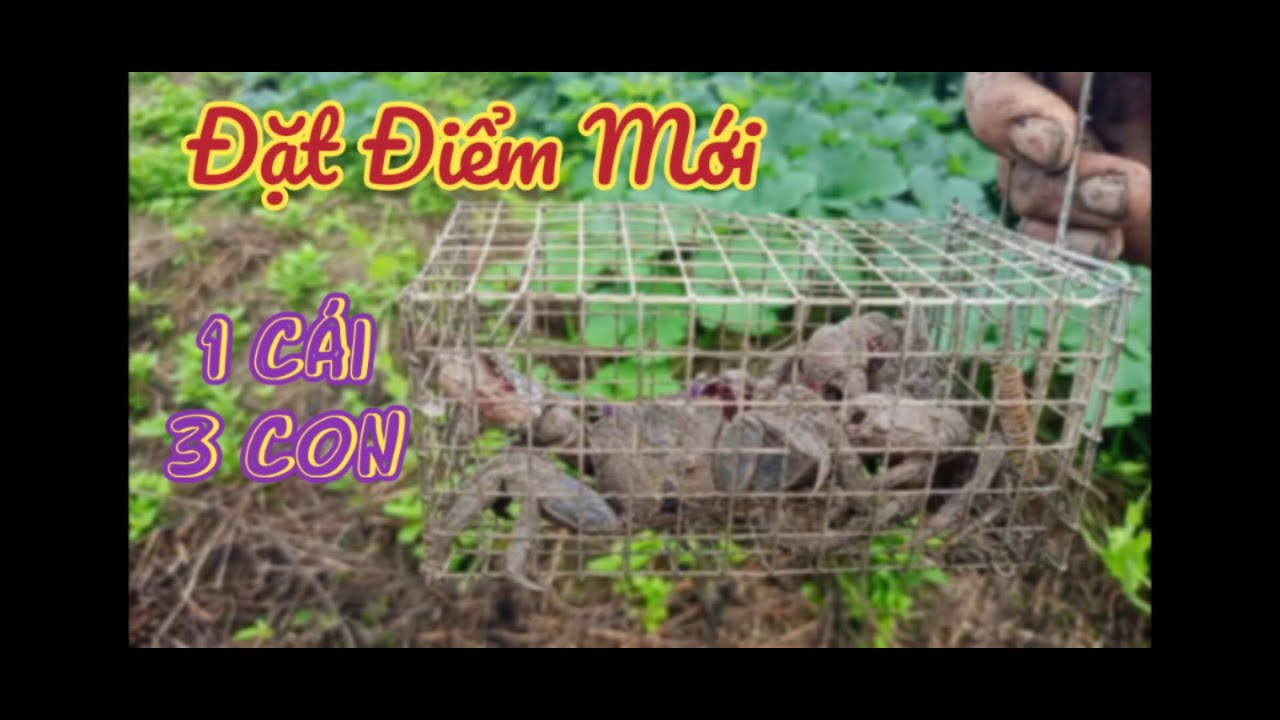 nghề Đặt Rập 3 Khía dời qua điểm mới và cái kết đầy sự bất ngờ - YouTube