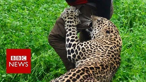 Wild leopard attacks Indian village - BBC News