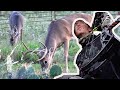 Opening Day Whitetail | Bucks Everywhere on New Lease!