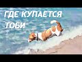 Где купается летом Тоби