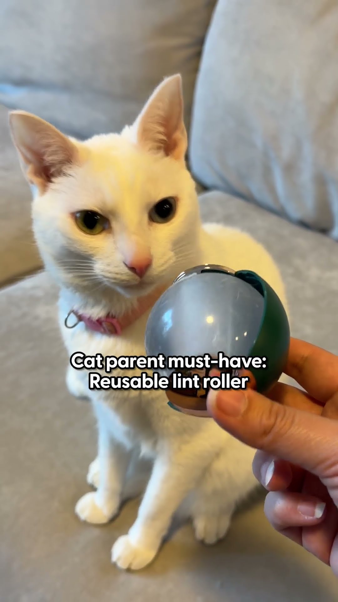 Reusable Lint Roller for Cat Parents | The Pack