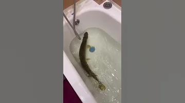 Крупная щука дома живёт