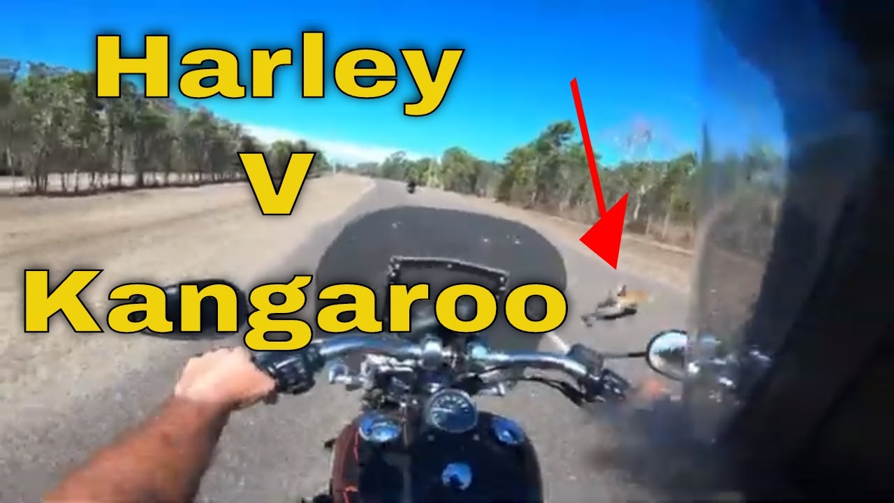 Harleys V Kangaroo. Oh So Close. Making noise in Townsville YouTube